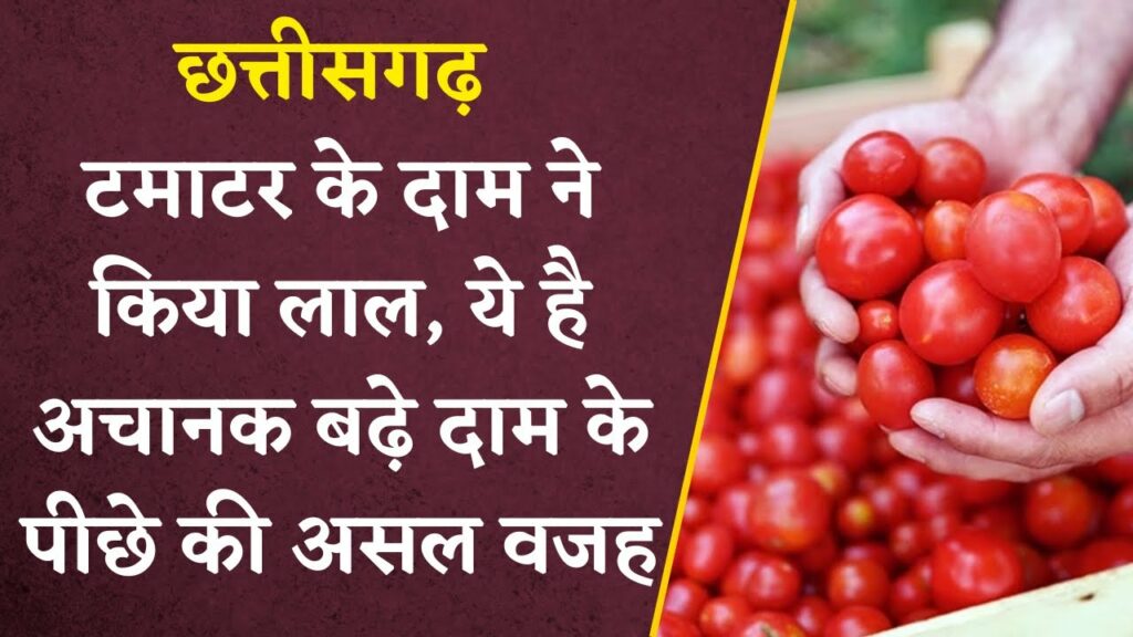 Tomato Price Hiked in Chhattisgarh due to this reason