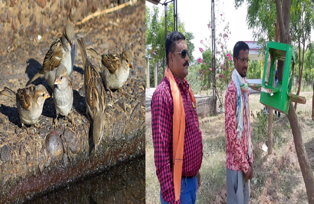 To save Gauraiya birds, a young man is planting grains, water and nests in the trees