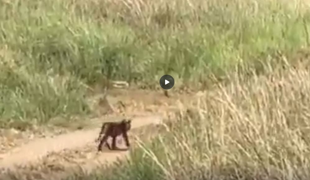 Video of Pench Tiger Reserve tigress and her 4 cubs walking viral