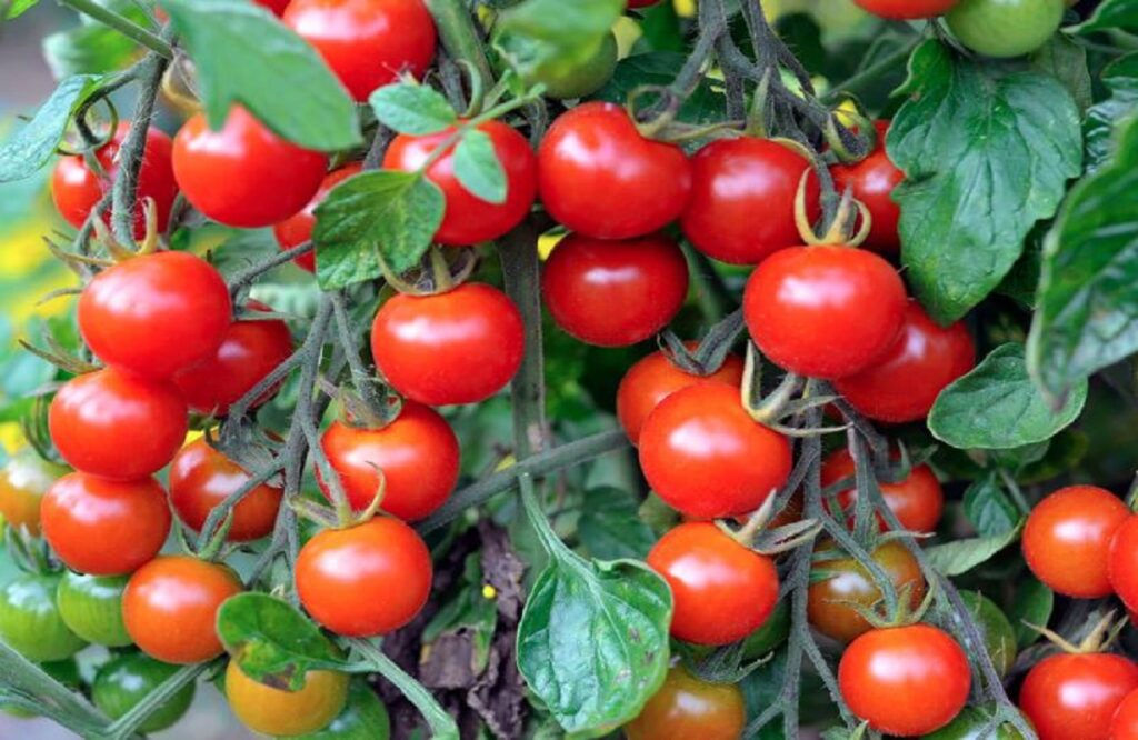 Govt expects tomato prices to come down in 15 days
