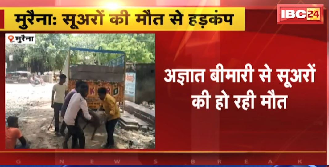 शहर में फैल रही अज्ञात बीमारी, एक के बाद एक सैकड़ों सूअरों की मौत, मचा हड़कंप