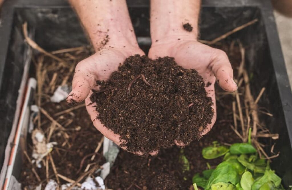 Vermi compost