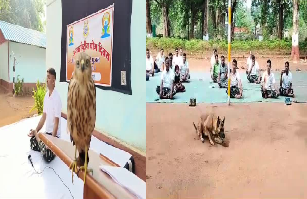 International Yoga Day 2023: Bird and dog also performed yoga on Yoga Day