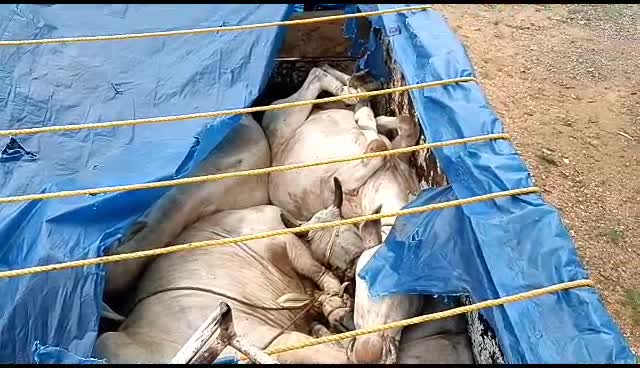 Balrampur News: गौवंश की तस्करी, वन विभाग का बैरियर तोड़कर भाग रहे थे तस्कर