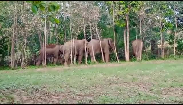 A group of five elephants crushed the middle-aged
