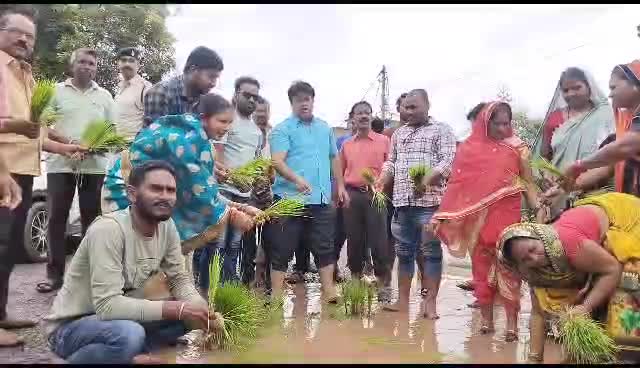Paddy saplings planted in road pits in Dhamtari