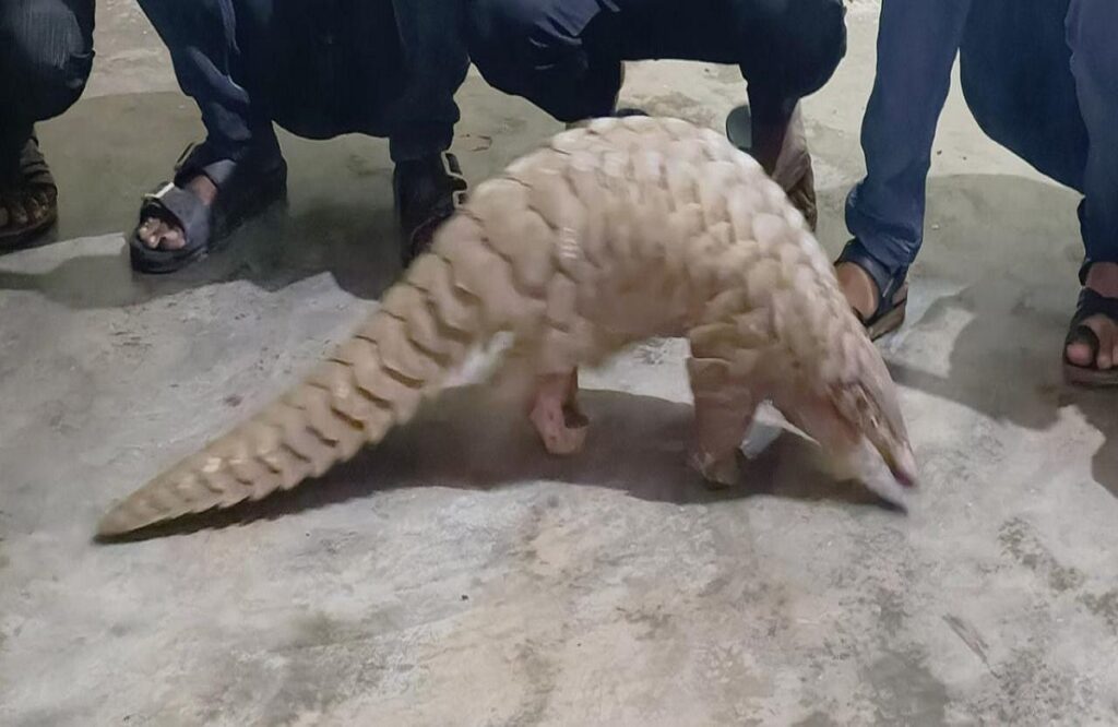 5 accused of smuggling pangolin arrested in Seoni
