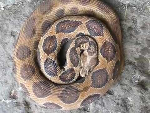 Janjgir News: डॉक्टर के घर में घुसा जहरीला सांप, आसपास के इलाके में मचा हड़कंप