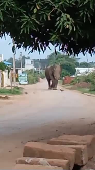 Tusk elephant spread panic in Kanker