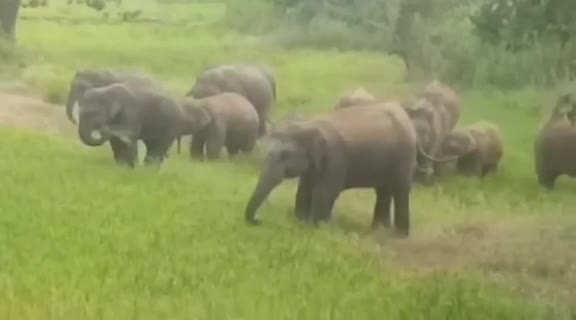 Herd of elephants entered the barns in Pathalgaon