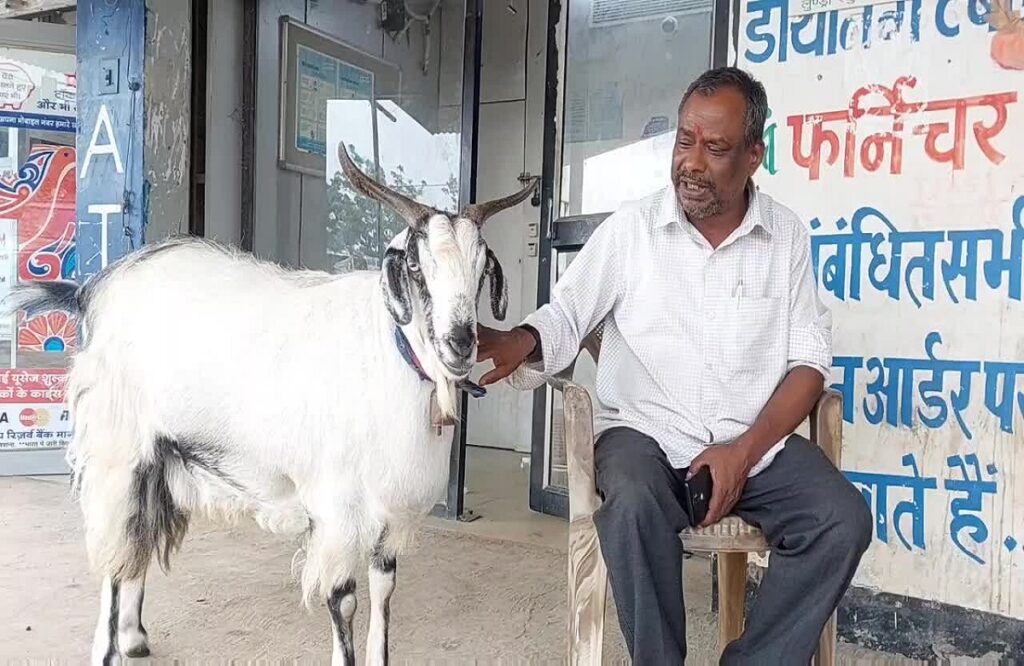 Goat weighing 113kg came in limelight in Raghunathpur of Ambikapur