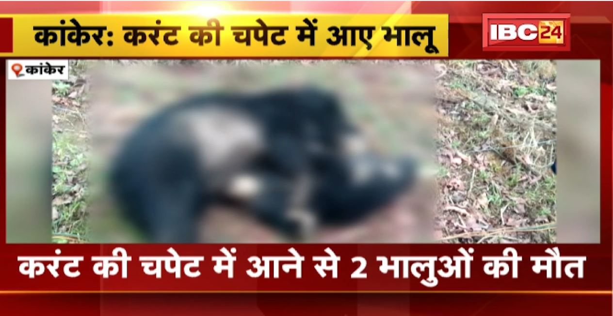 कांकेर में करंट की चपेट में आने से 2 भालुओं की मौत। किसान ने खेत में अवैध रुप से लगा रखा था कनेक्शन। देखिए…