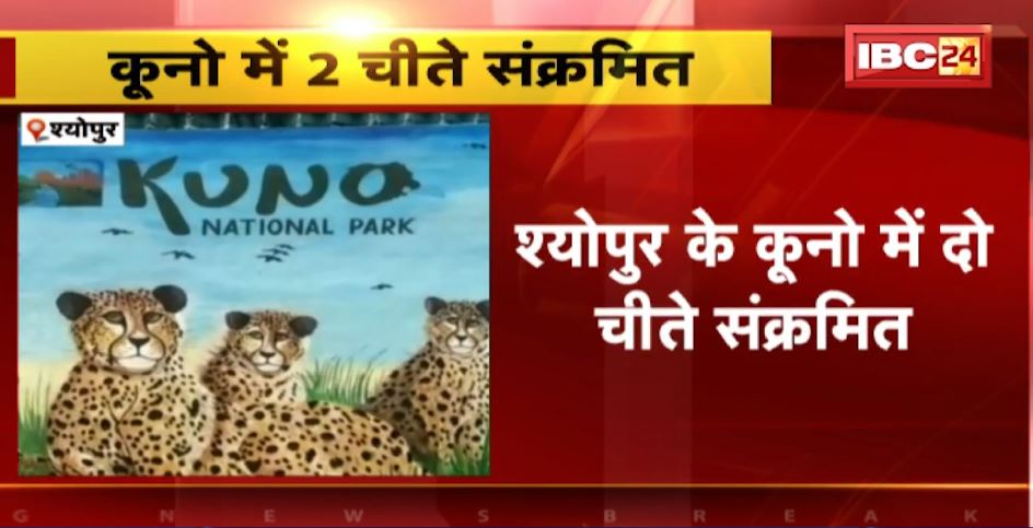 कूनो राष्ट्रीय उद्यान में 2 चीते हुए संक्रमित। चीतों के शरीर में लगे कीड़े। देखिए..