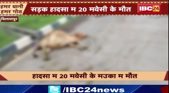 Bilaspur म सड़क हादसा म 20 मवेसी की मौत। हादसा ले सहर म लोगन नाराज। देखिए वीडियो..