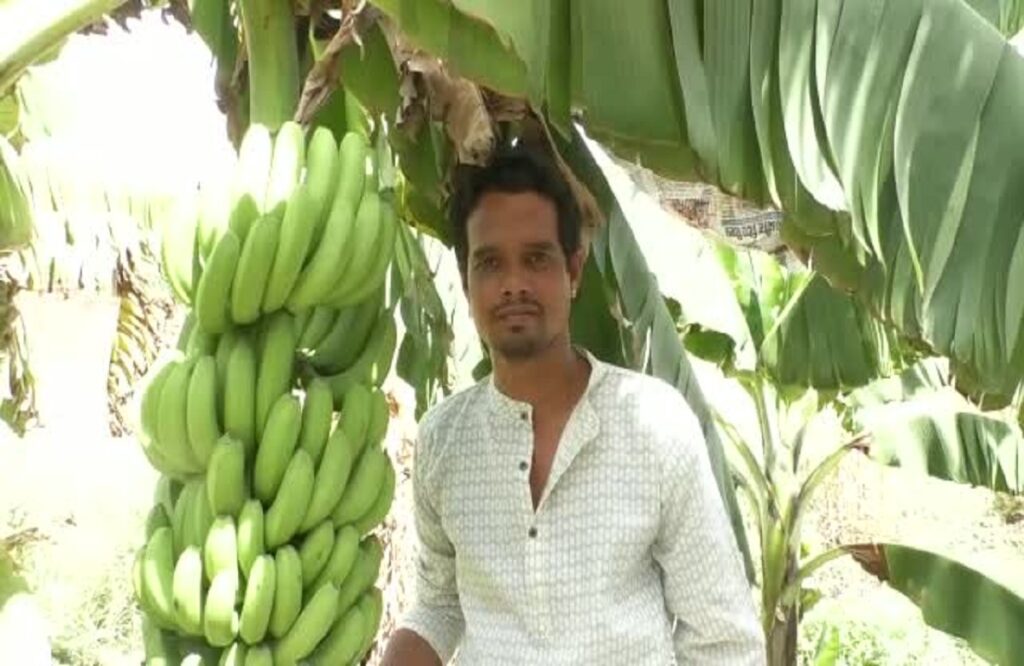 How to earn millions by cultivating banana