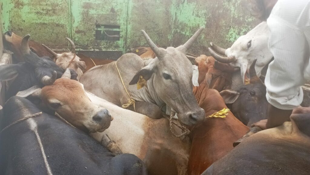 Cattle smuggling in Dongargarh