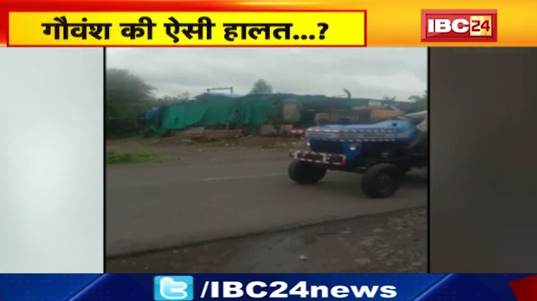 Agar में ट्रैक्टर के पीछे रस्सी से बांधकर गाय का शव घसीटा गया। शव को घसीटने का वीडियो वायरल। देखिए वीडियो..