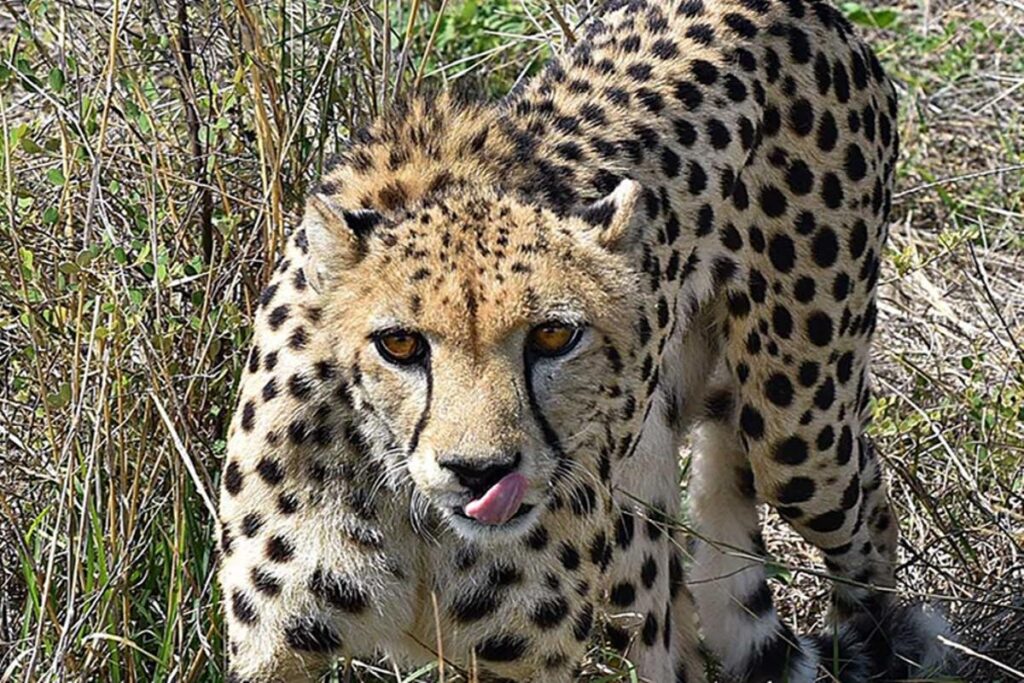 Cheetahs Update