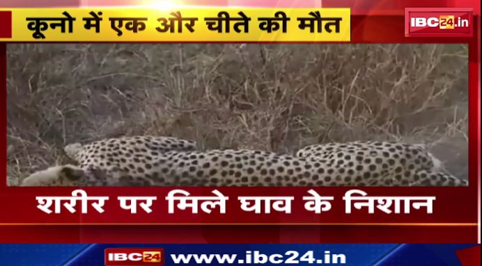 Kuno National Park में Cheetah Tejas की मौत। शरीर पर मिले घाव के निशान। देखिए पूरा मामला…