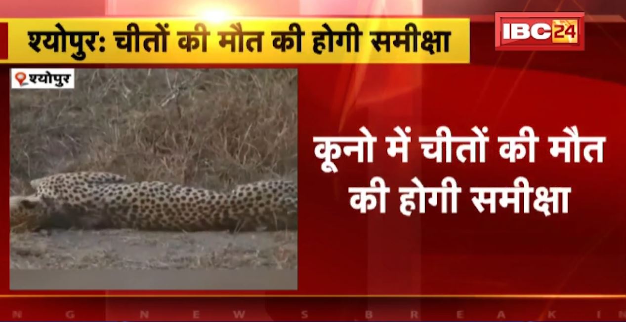 कूनो नेशनल पार्क में 4 महीने के अंदर 8 चीतों की मौत। कूनो में हुई चीतों की मौत की होगी समीक्षा…