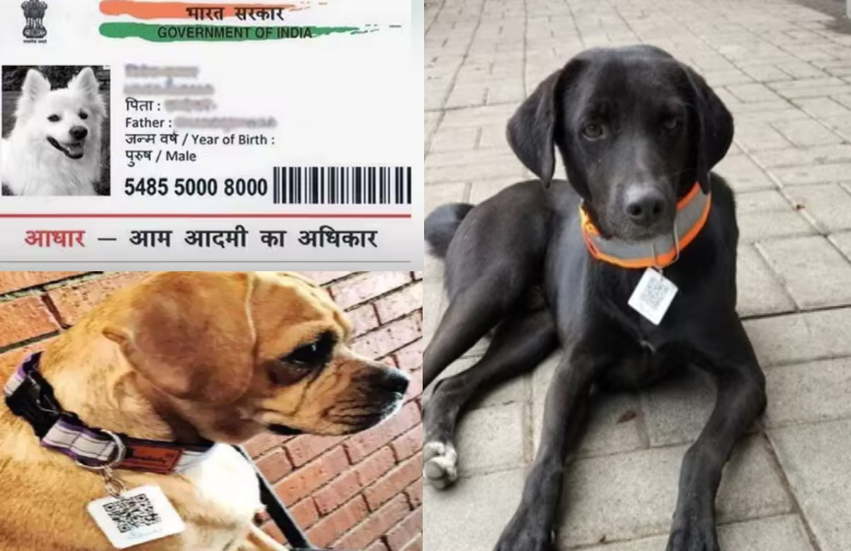 अब कुत्ते भी कहेंगे ‘मेरा अधिकार…मेरी पहचान’, 20 आवारा कुत्तों का बनाया गया आधार कार्ड