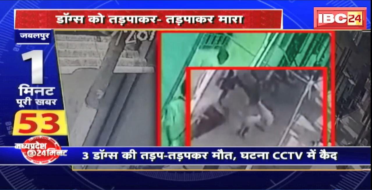 Dog Murder in Jabalpur : आरोपी ने Dogs को खिलाया जहर मिला खाना। 3 डॉग्स की तड़प-तड़पकर मौत, घटना CCTV में कैद