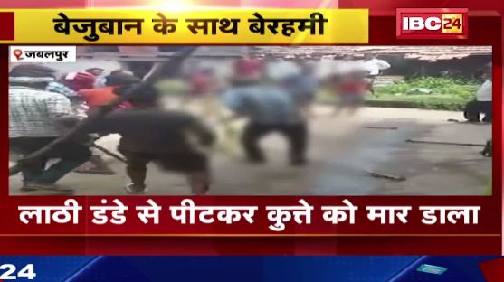जबलपुर में लाठी डंडे से पीटकर कुत्ते को मार डाला। कुत्ता पकड़ने वाली टीम के सामने मारा। देखिए वीडियो…