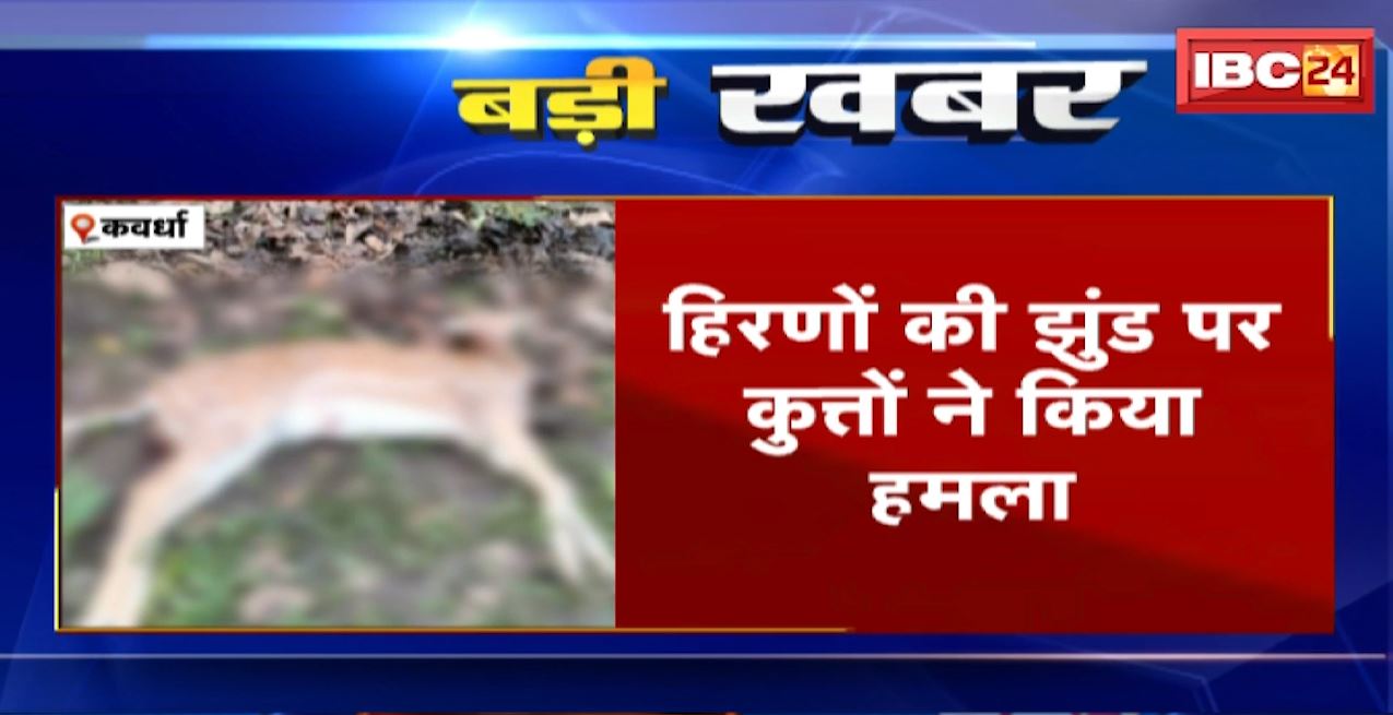 कवर्धा में हिरणों के झुंड पर कुत्तों ने किया हमला। कुत्तों के हमले में एक हिरण की मौत। देखिए..