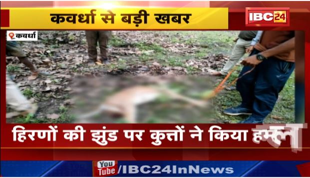 Kawardha में हिरणों की झुंड पर कुत्तों ने किया हमला। हमले में एक हिरन की मौत। देखिए वीडियो…