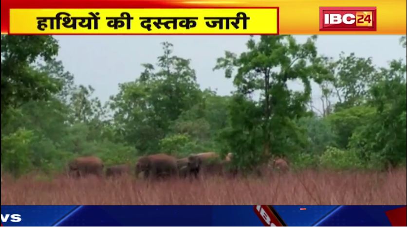 बालोद में हाथियों ने कई बार फसलों को नुकसान पहुंचाया। आमजन को समय समय पर किया जा रहा है अलर्ट। देखिए  वीडियो..