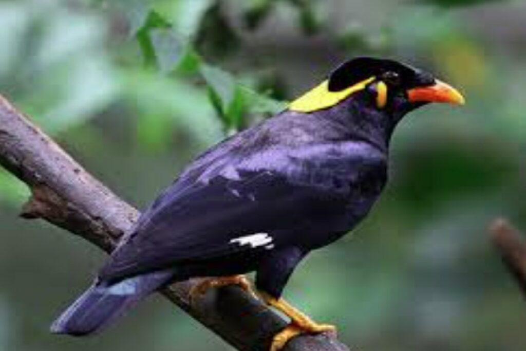 Hill myna extinct from Chhattisgarh