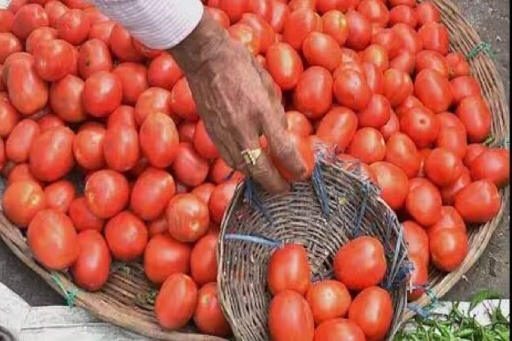 Tomato Rates today