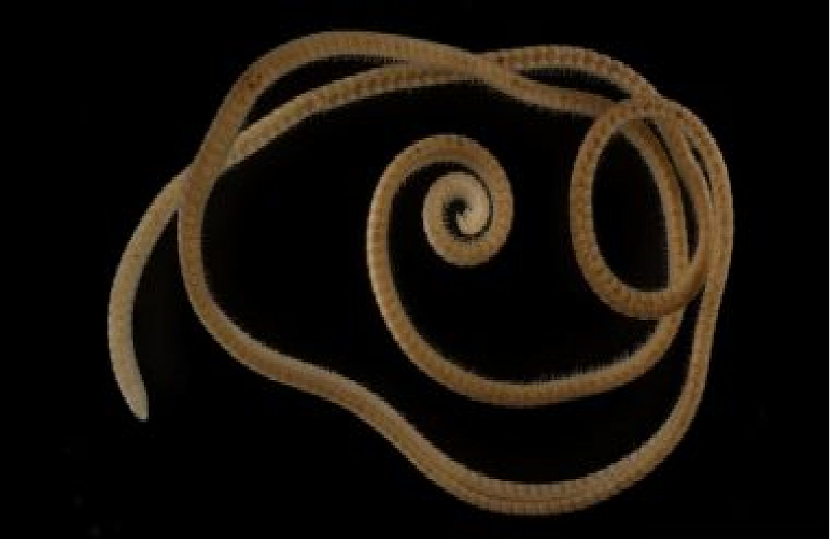 यहां मिला 486 टांगों वाला नया नेत्रहीन जीव, हैरतअंगेज शारीरिक गुण देखकर वैज्ञानिक भी रह गए हैरान