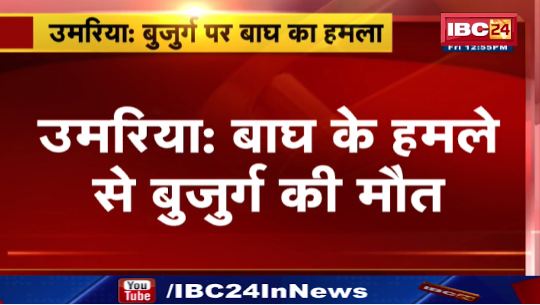 उमरिया में बाघ के हमले से बुजुर्ग की मौत। मवेशी चराने के दौरान बाघ ने किया हमला। देखिए वीडियो…