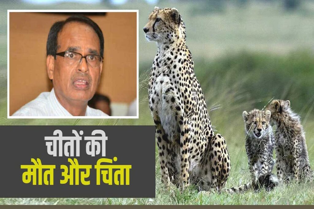 PM High Level Meeting On Cheetah Project