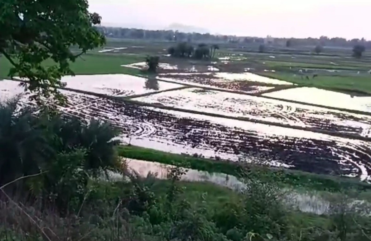 Bijapur News: सुलुस ने बढ़ाई किसानों की चिंता, आने वाले दिनों में झेलनी पड़ सकती है ये परेशानियां