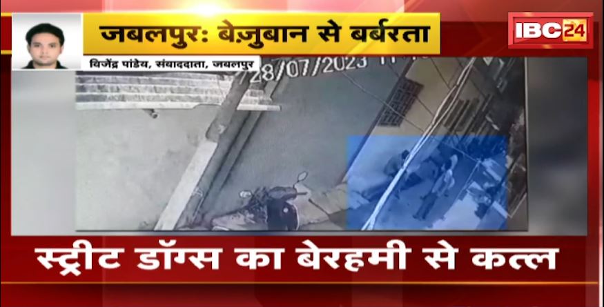 Jabalpur में स्ट्रीट डॉग्स का बेरहमी से क़त्ल। 3 स्ट्रीट डॉग्स की ज़हर देकर हत्या। देखिए वीडियो..