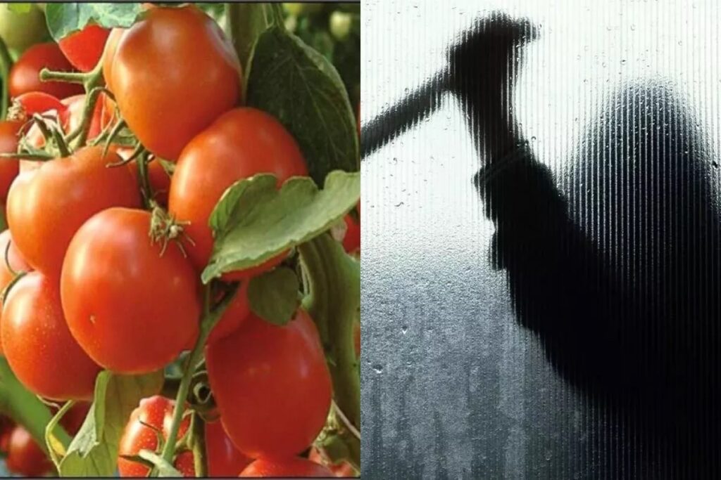 Tamatar ka aaj ka rate kya hain