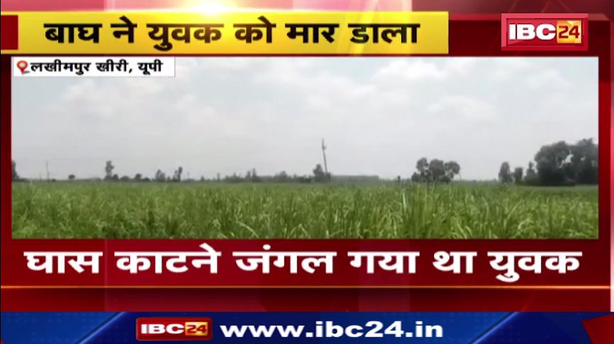 यूपी में लखीमपुर खीरी के जंगल में बाघ ने युवक को मार डाला। वन विभाग की टीम ने बढ़ाई निगरानी। देखिए वीडियो..