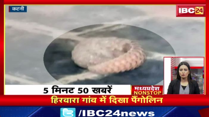 हिरवारा गांव में दिखा ‘pangolin’। Madhya Pradesh Non Stop News | Today Top News