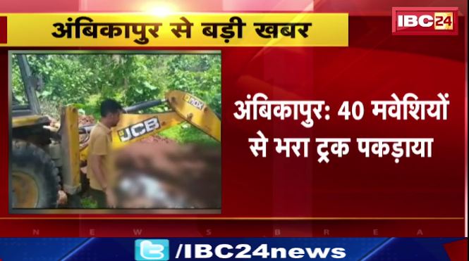 Ambikapur में 40 मवेशियों से भरा ट्रक पकड़ाया। मुखबिर की सुचना पर पुलिस ने की कार्रवाई। देखिए वीडियो…