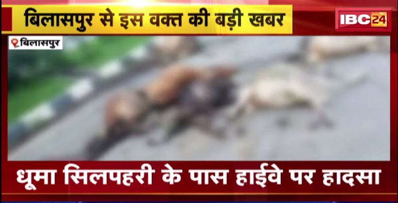 बिलासपुर में वाहन ने मवेशियों को मारी टक्कर। हादसे में 20 मवेशियों की मौके पर मौत। देखिए वीडियो …