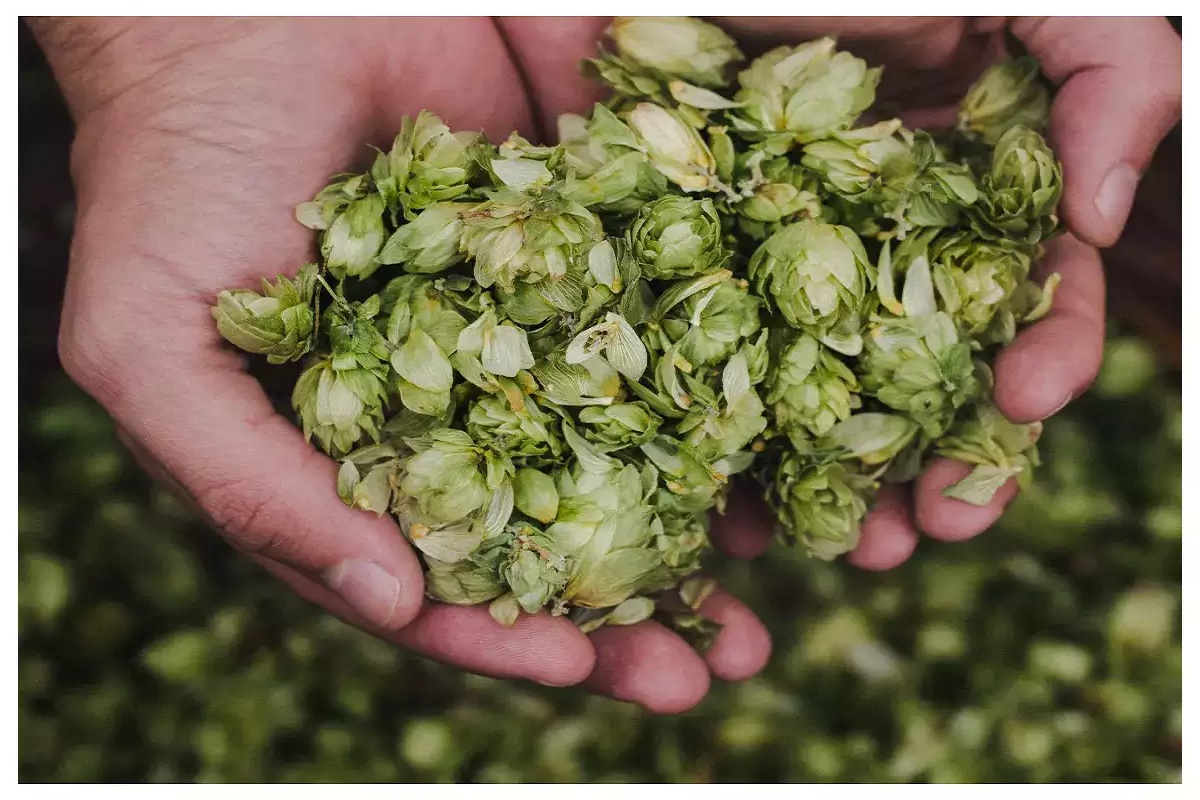 टमाटर नही, ये है दुनिया की सबसे महंगी सब्जी, बाजार भाव ही 85,000 रुपए प्रति किलो, जानिए क्या है इसकी खूबी..