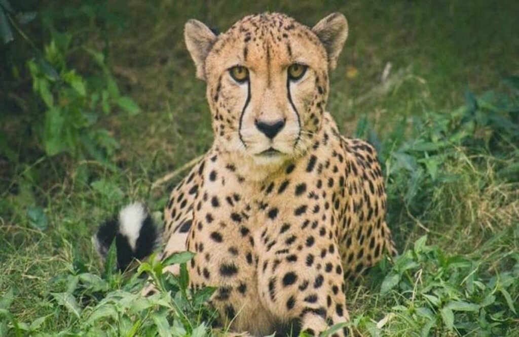 Cheetah Project in MP