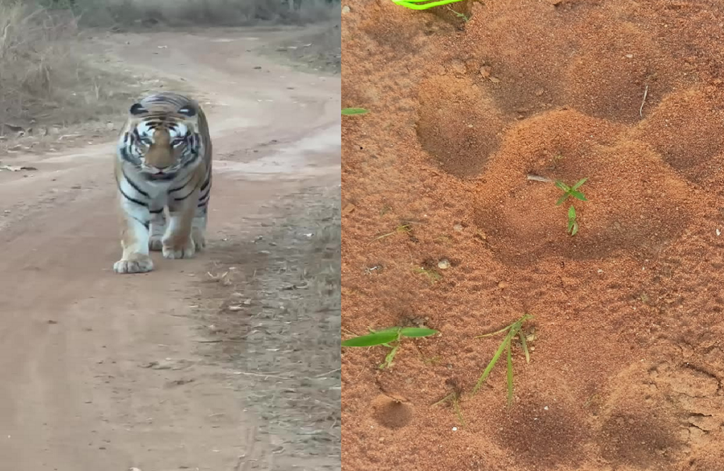 Tiger's knock after a long time in the forests of Madiyado Forest Range
