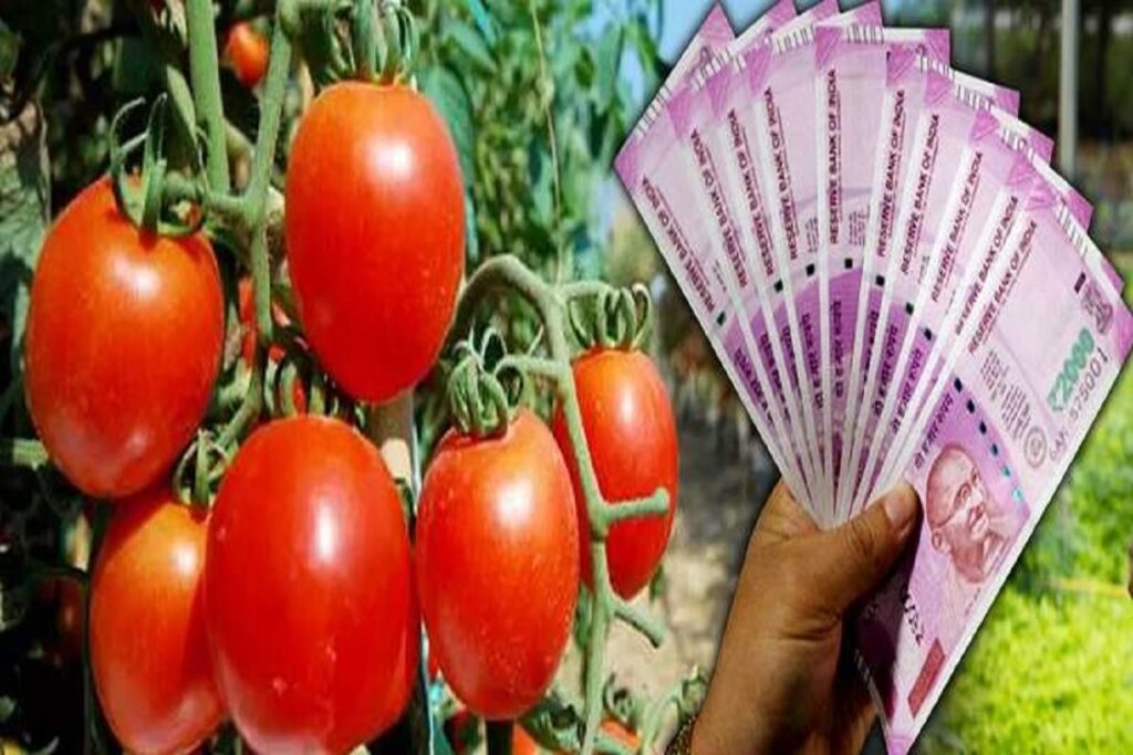 Farmer becomes millionaire by selling tomatoes