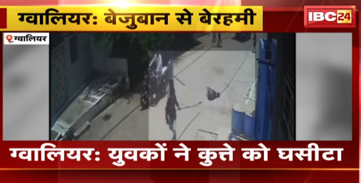 ग्वालियर में बेजुबान से बेरहमी का वीडियो वायरल। युवकों ने कुत्ते को बांधकर घसीटा। देखिए वीडियो..