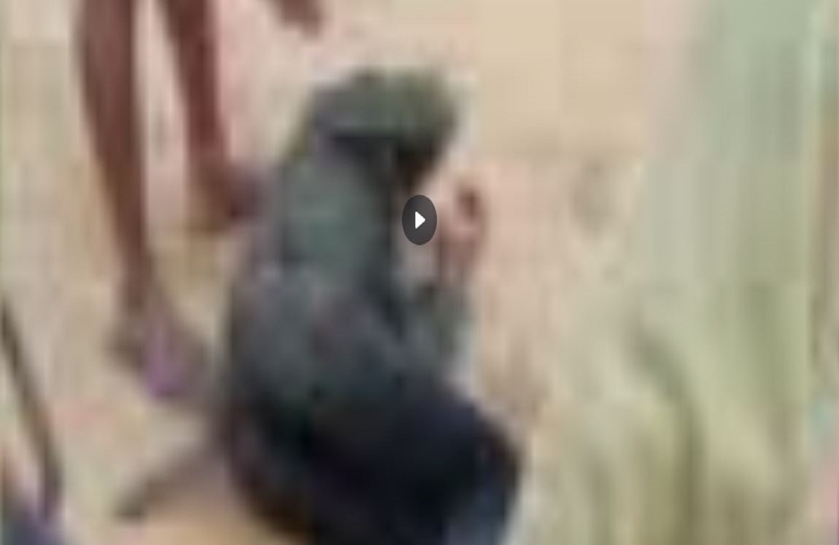 Surajpur News: सीधी पेशाब कांड के बाद एक और आदिवासी युवक के साथ बर्बरता, ठेकेदार के गुर्गों ने जेसीबी से बांधकर रातभर पीटा