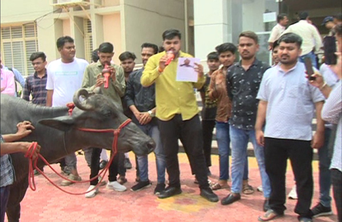 छात्रों का अनोखा प्रदर्शन…!  भैंस के आगे बीन बजाकर कुलपति के खिलाफ खोला मोर्चा, इस वजह से परेशान हैं सभी छात्र