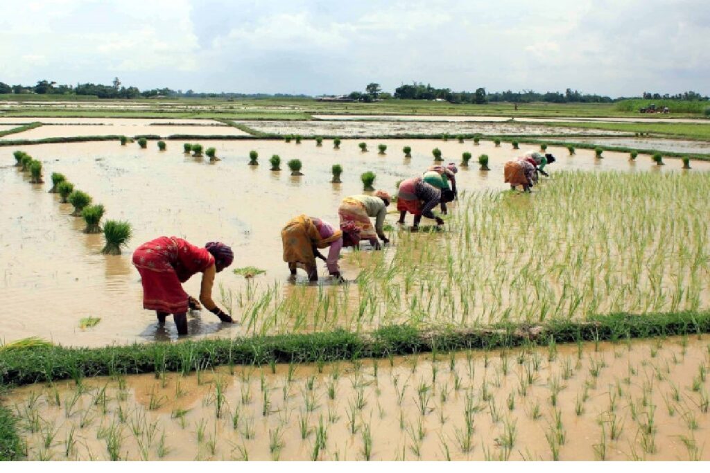 CM khet suraksha yojana